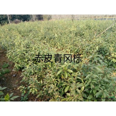 批發零售紅楓種子，江西九江紅楓種子，紅楓綠化苗木直銷