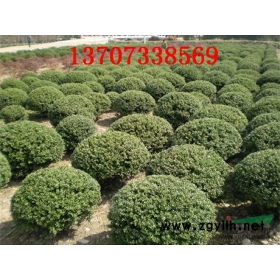 湖南花木紅楓樹 紅楓價格