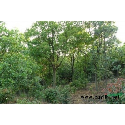 桂花圖片\桂花報價