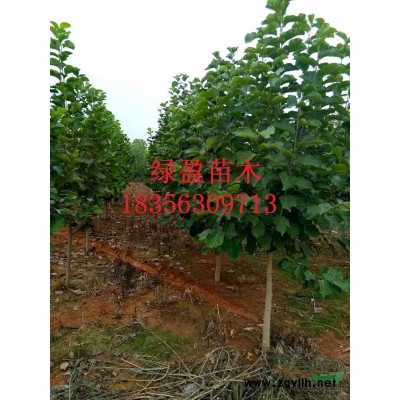 馬褂木 安徽馬褂木 馬褂木基地 馬褂木價(jià)格