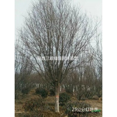 供應高度7-8米叢生美國紅楓