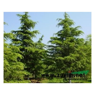 江蘇馬褂木5介紹/特征/用途