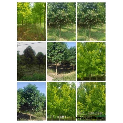 十公分紅楓十公分大葉女貞，精品一*好貨，價格便宜實惠