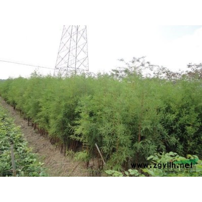 馬褂木供應/馬褂木圖片