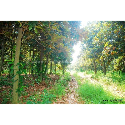 湖北地區供應各規格桂花