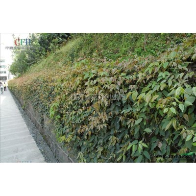 低價(jià)出售木繡球及種子、美國(guó)紅楓種子、馬褂木種子、獼猴桃及種子