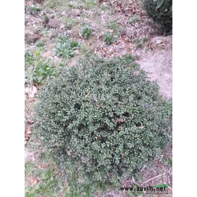 本苗圃長期供應紅楓