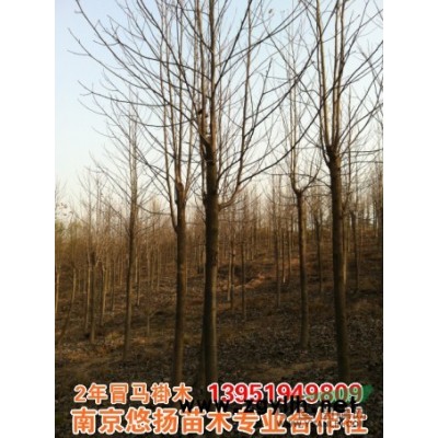 紅楓，美國(guó)紅楓，紅楓批發(fā)，美國(guó)紅楓供應(yīng)價(jià)格