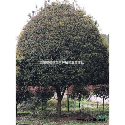 湖南紅楓；紅楓小苗；大紅楓，高桿嫁接紅楓，紅楓價格