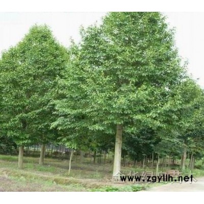 桂花價格 浙江桂花價格 3-40公分金華桂花供應