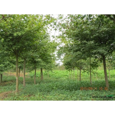 武漢苗木基地10000棵優質精品日本紅楓供應