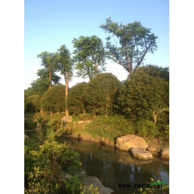 日本紅楓*新價格/日本紅楓報價