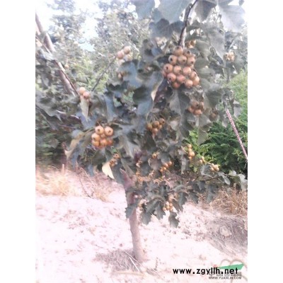 挪威紅楓 美國紅楓 日本紅楓 四季紅紅楓 速生紫葉李 北美海