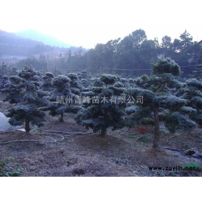 紅楓*新價格/紅楓報價