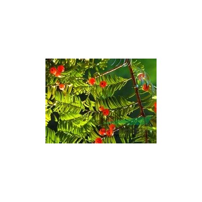 江蘇紅楓價(jià)格描述 紅楓價(jià)格調(diào)整