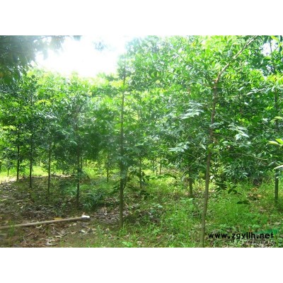 江西紅葉李*新報(bào)價(jià)/紅葉李圖片