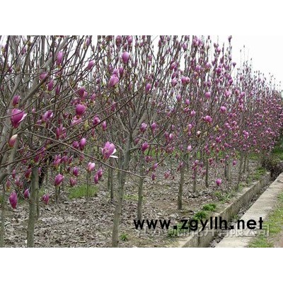 出售紅楓小苗、紫荊小苗、紫薇小苗、黑松小苗