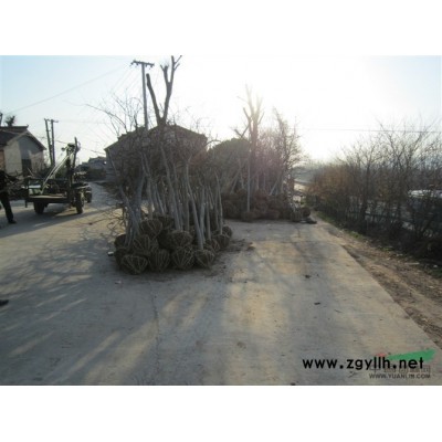 供應：紅葉李1—15公分