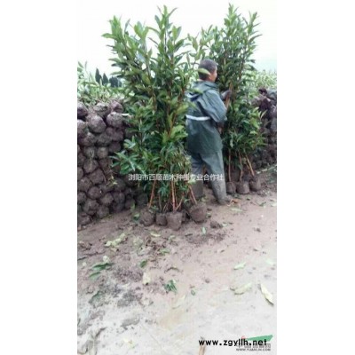 湖南紅葉李出售