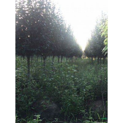 紅葉李3供應/紅葉李3圖片