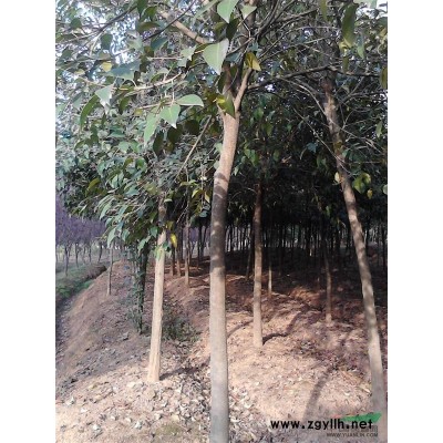 紅葉李供應(yīng)/紅葉李圖片