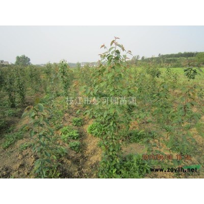 湖北桂花苗|宜昌桂花苗|湖北金桂苗|湖北宜昌桂花苗圃基地