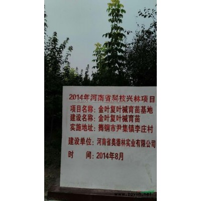 美國紅楓圖片\美國紅楓報(bào)價(jià)