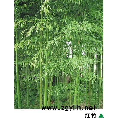 馬褂木(鵝掌楸)