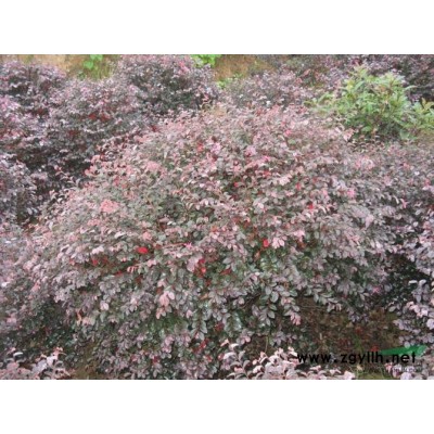 紅楓供應(yīng)/紅楓圖片