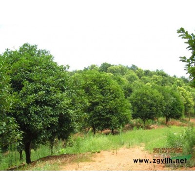 桂花合肥  宣城桂花、安慶桂花、銅陵桂花、六安桂花、巢湖桂花