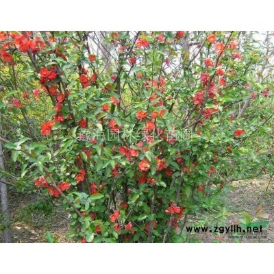 供應木瓜小苗、櫻花小苗、紅楓小苗