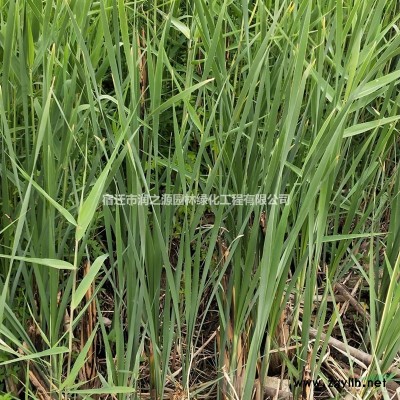 大量各種規(guī)格供應(yīng)紫葉李-紅葉李苗木