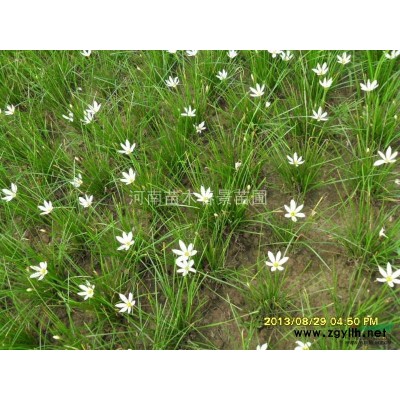 供應紅楓小苗、雞爪槭小苗、西府海棠小苗、垂絲海棠小苗