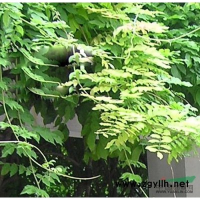 紅楓園供應/紅楓園圖片