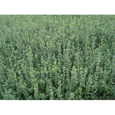 供應(yīng)紅楓大小規(guī)格紅楓，10以上紅楓雞爪槭