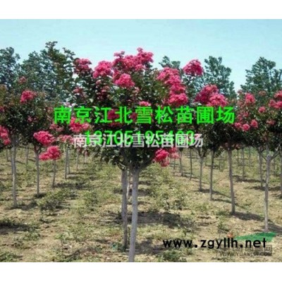 5公分紅葉李價格，6公分紅葉李價格