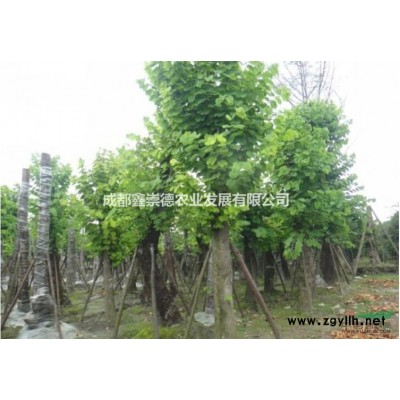 精品紅葉李批量供應(yīng)紅葉李高分低分枝成都基地直銷(xiāo)