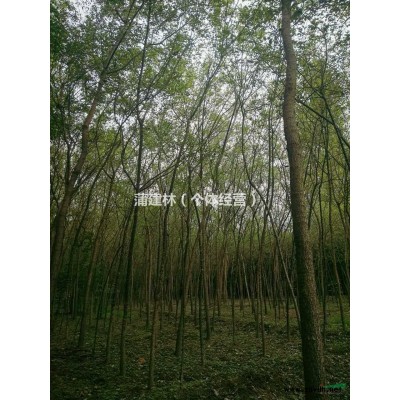寶雞市眉縣供應紅葉李.高200公分  直徑0.5單1.00
