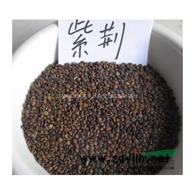 供應 桂花種子價格