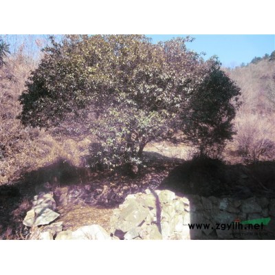 安徽地區供應50年樹齡桂花