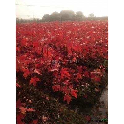 美國紅楓圖片\美國紅楓報價