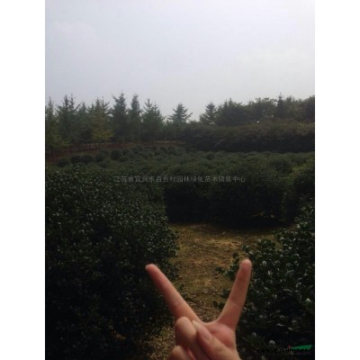 紅楓4*新價(jià)格/紅楓4報(bào)價(jià)