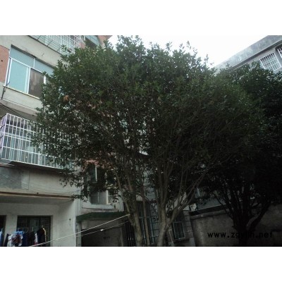 草坪.香樟.桂花等各種小苗。