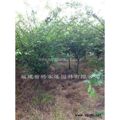紅楓苗木基地自產(chǎn)自銷 紅楓規(guī)格* 紅楓價格優(yōu)惠