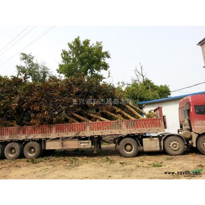 長興紅葉李|浙江紅葉李怎么樣 |8公分紫葉李移栽全冠