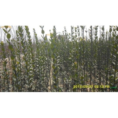 山東泰安本昌櫻花苗木基地供應泰安紫葉李,紅葉李