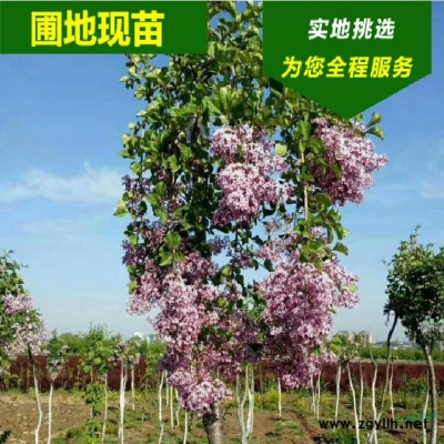 基地出售密枝紅葉李大小杯苗 公園行道綠化帶彩葉苗木