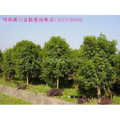 八月桂花、八月金桂、丹桂、四季桂花、紫荊、紫薇、枇杷價格表