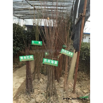 扦插紅葉李1行情報價\扦插紅葉李1圖片展示