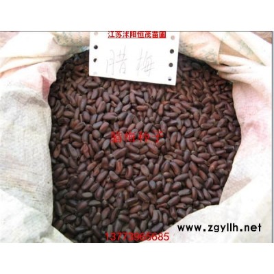 金絲楠木種子，紅豆杉種子，美國紅楓種子